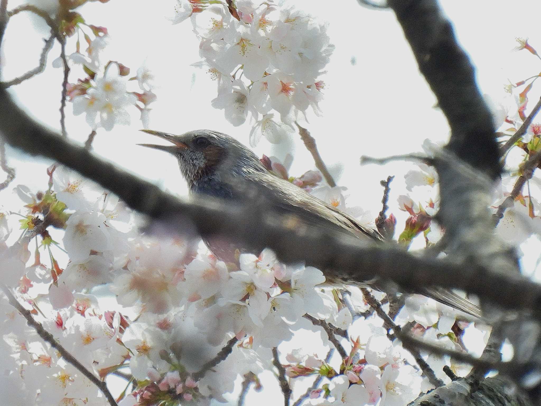 Brown-eared Bulbul