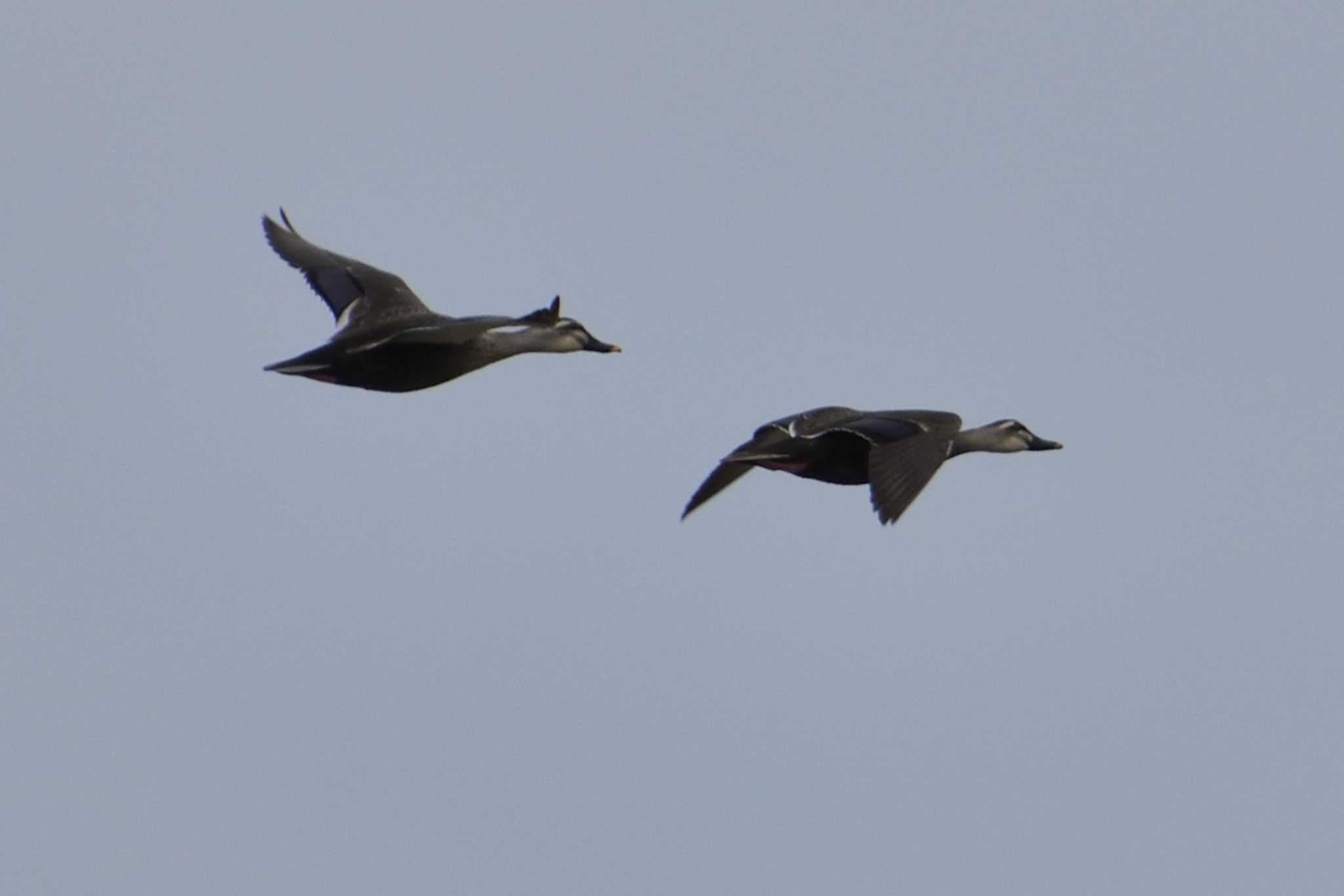 Eastern Spot-billed Duck