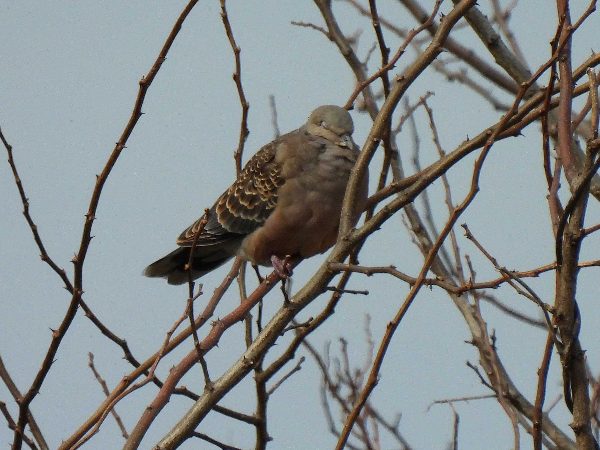 Photo of Oriental Turtle Dove at 愛知県 by よつくん