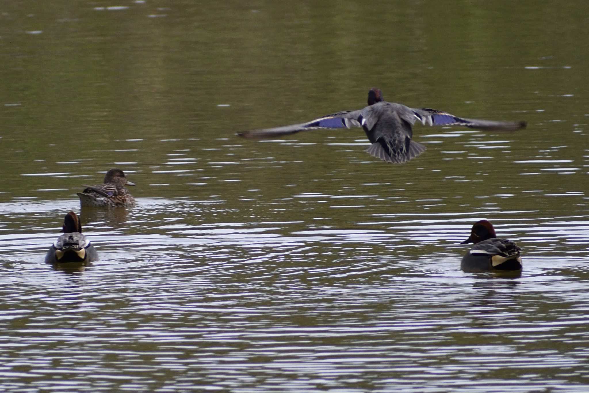 Eurasian Teal