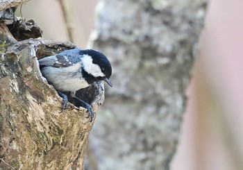 2021年3月27日(土) 山中湖の野鳥観察記録