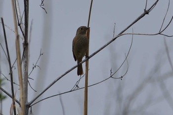 2021年3月27日(土) 愛知県の野鳥観察記録