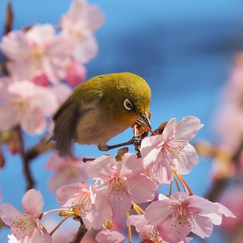 Warbling White-eye Unknown Spots Sat, 2/11/2017