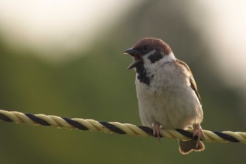 Eurasian Tree Sparrow 吹田市 Thu, 5/14/2020