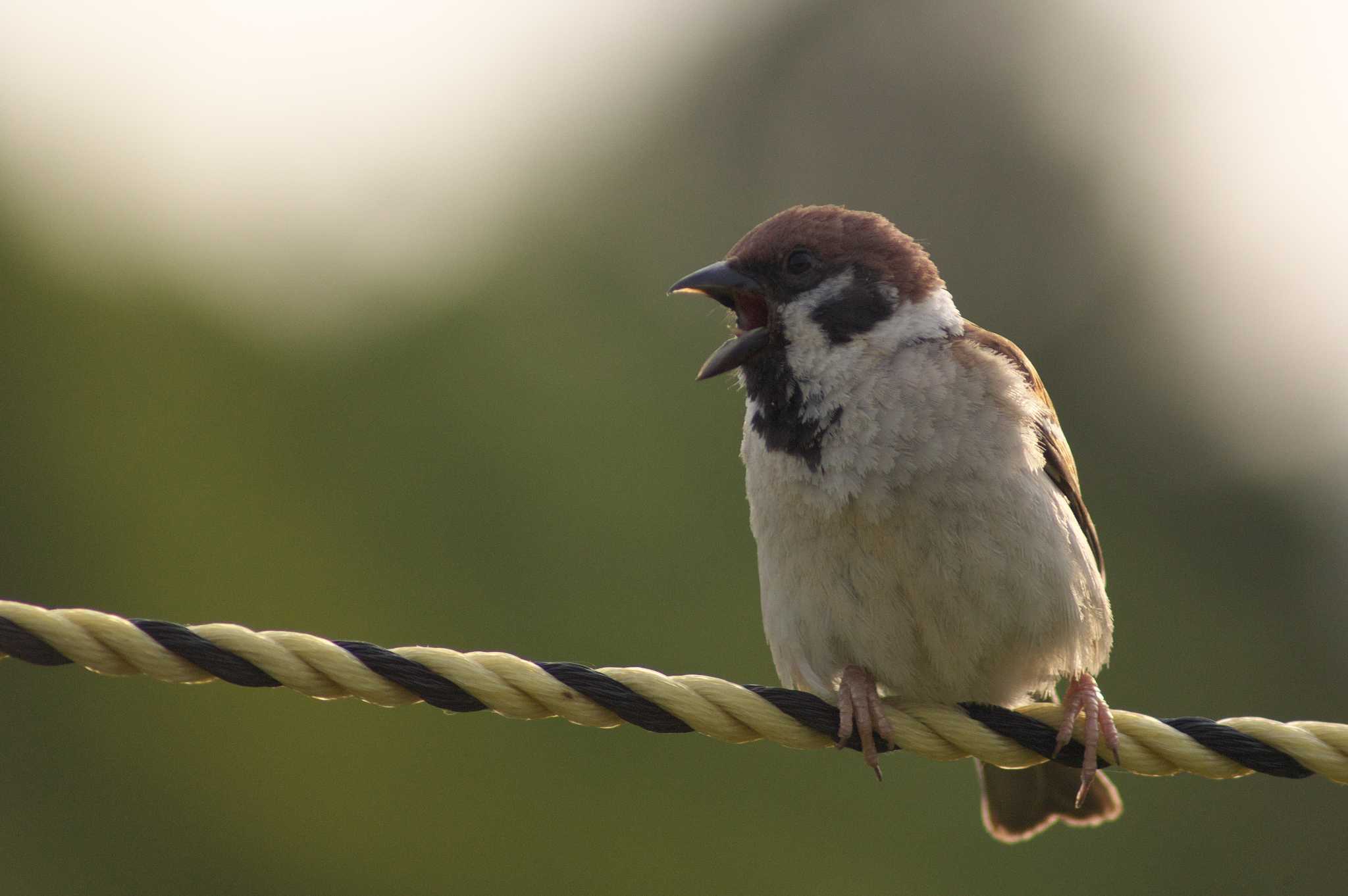 Photo of Eurasian Tree Sparrow at 吹田市 by img.tko.pict