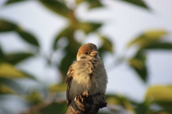 Eurasian Tree Sparrow 吹田市 Fri, 6/26/2020