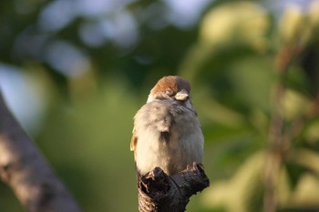 Eurasian Tree Sparrow 吹田市 Fri, 6/26/2020