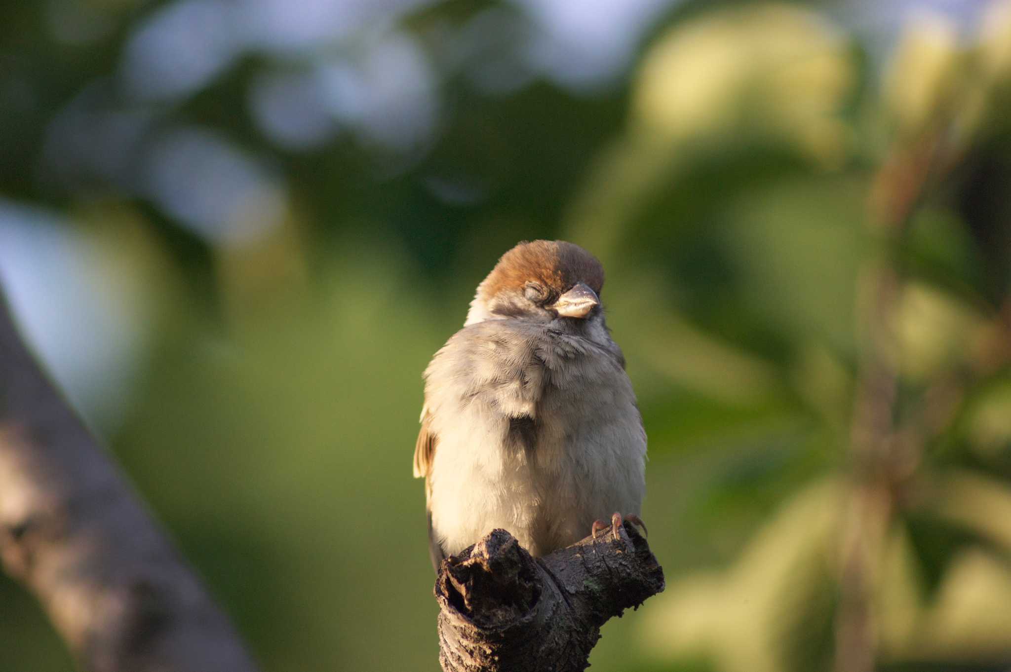 Photo of Eurasian Tree Sparrow at 吹田市 by img.tko.pict