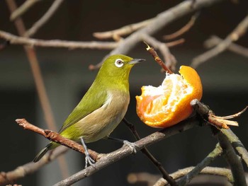 Warbling White-eye 熊本県 Sat, 1/10/2015