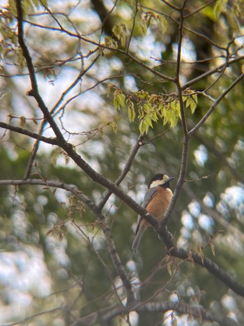 2021年3月27日(土) 庄内緑地公園の野鳥観察記録