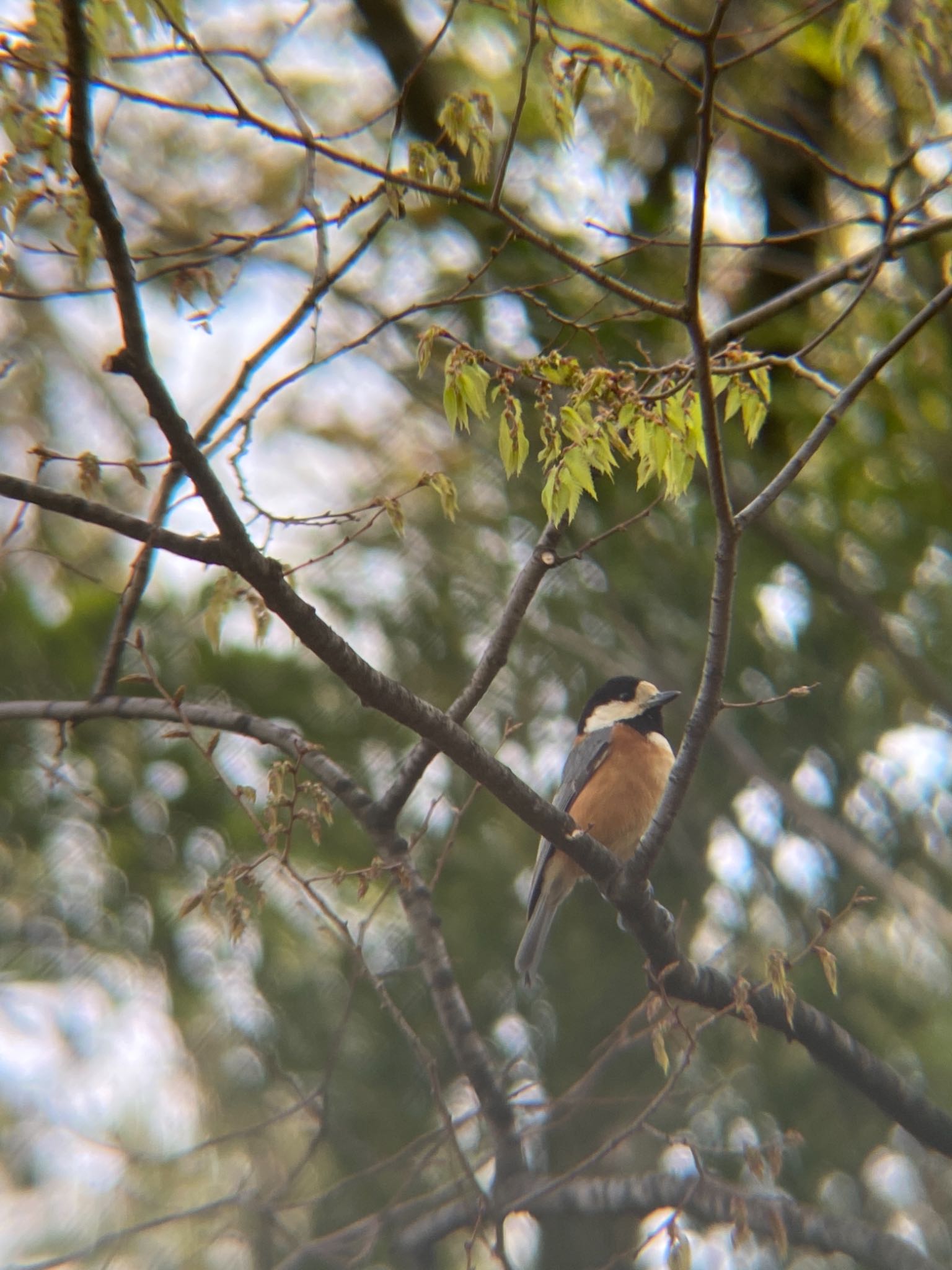 Varied Tit