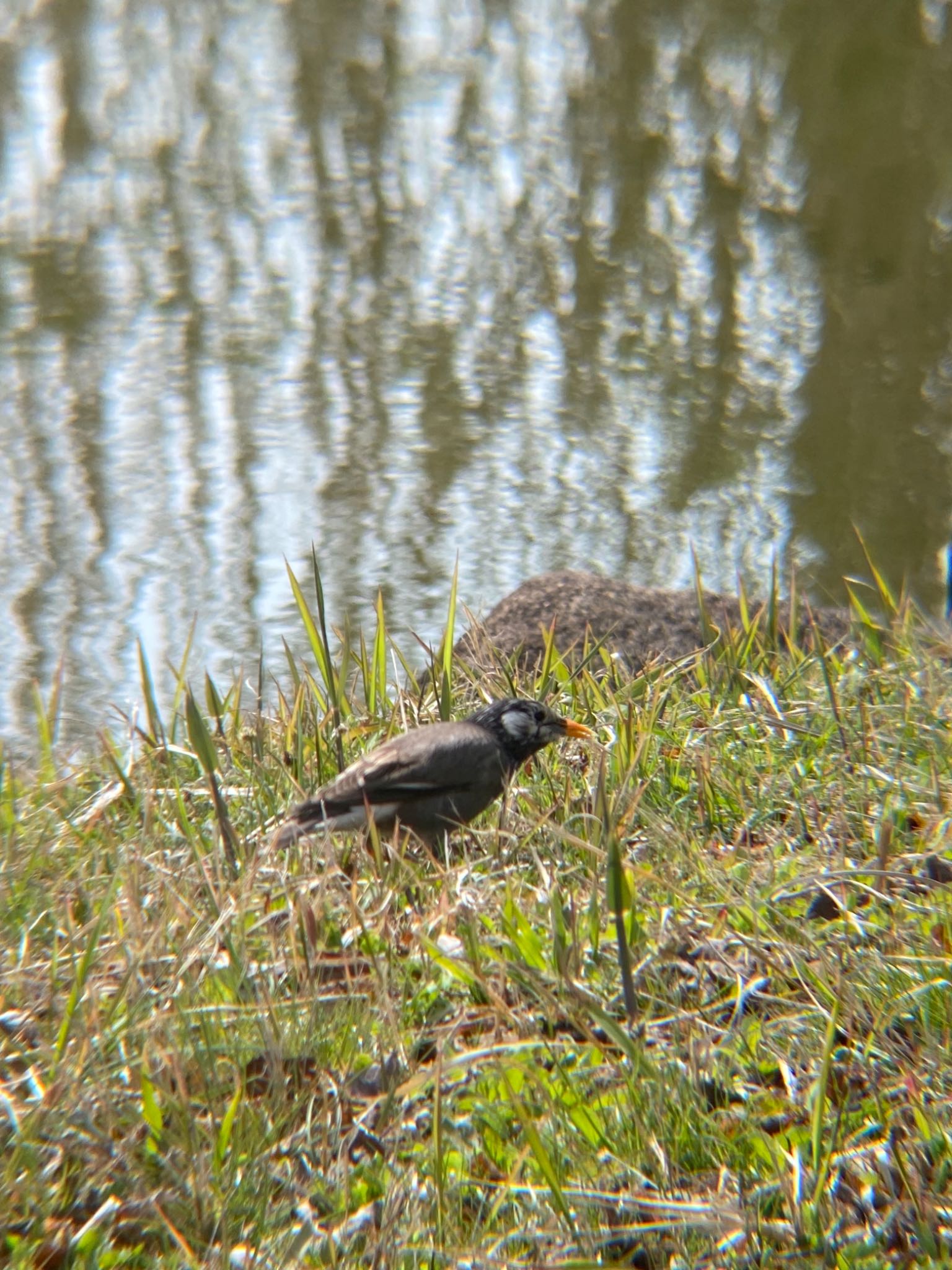 White-cheeked Starling