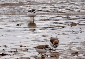 Kentish Plover 香櫨園浜 Tue, 2/7/2017