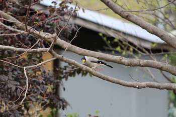 2021年3月28日(日) 石神井公園の野鳥観察記録