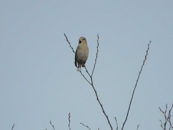 Hawfinch 守谷野鳥のみち Sat, 3/27/2021