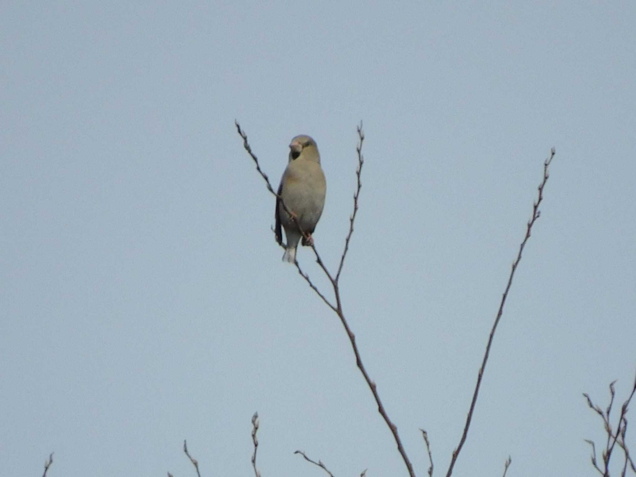 Photo of Hawfinch at 守谷野鳥のみち by ななほしてんとうむし