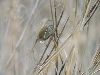 ウグイス 守谷野鳥のみち 2021年3月27日(土)