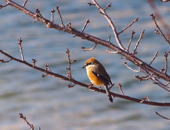 モズ 香櫨園浜 2017年2月11日(土)