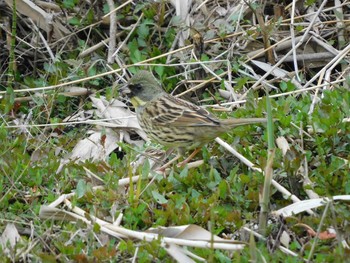 アオジ 守谷野鳥のみち 2021年3月27日(土)