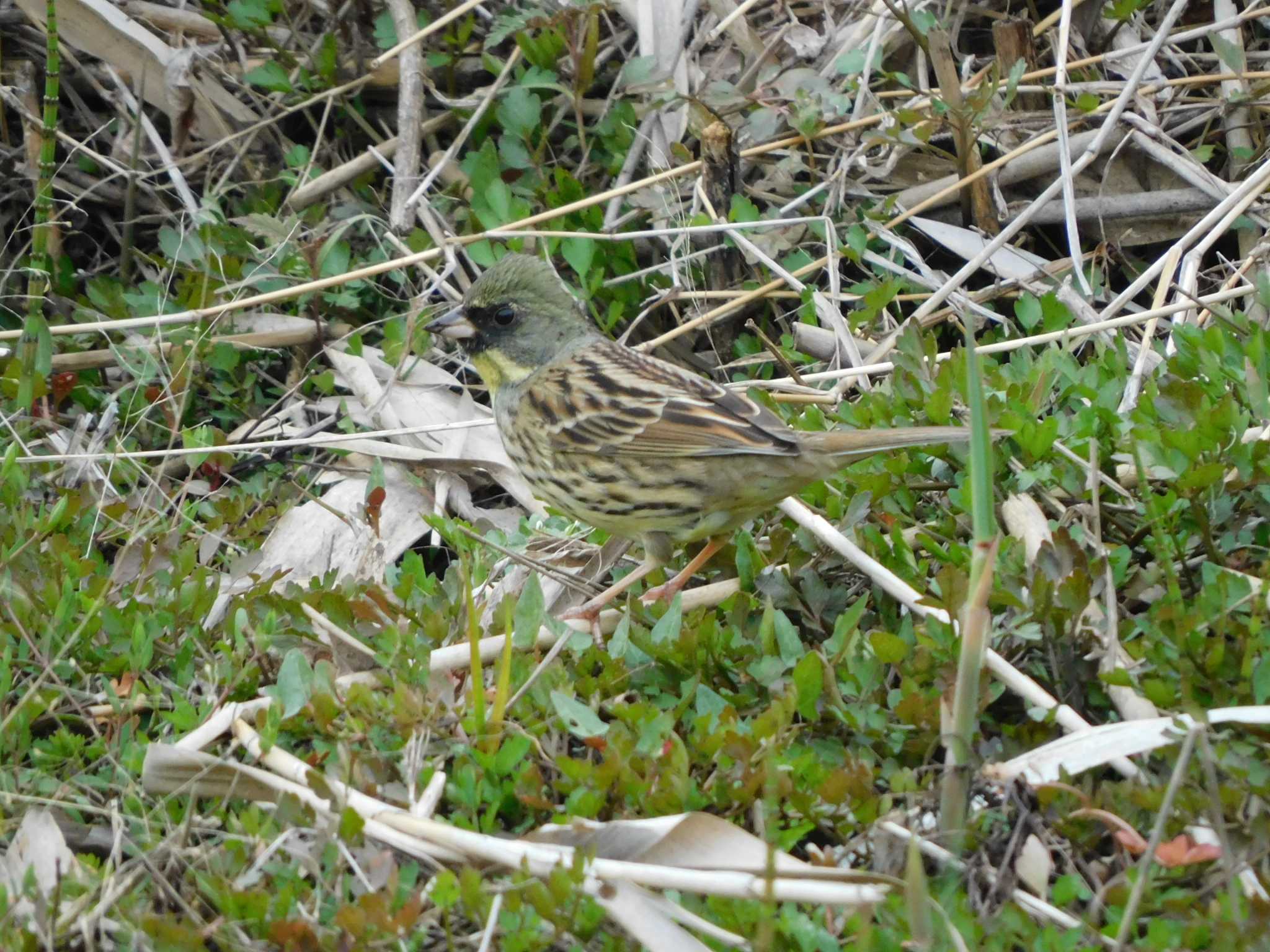 Photo of Masked Bunting at 守谷野鳥のみち by ななほしてんとうむし