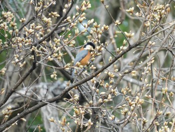 ヤマガラ 守谷野鳥のみち 2021年3月27日(土)