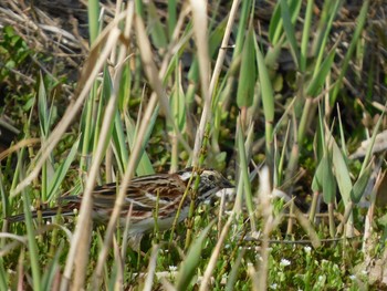 Common Reed Bunting 守谷野鳥のみち Sat, 3/27/2021