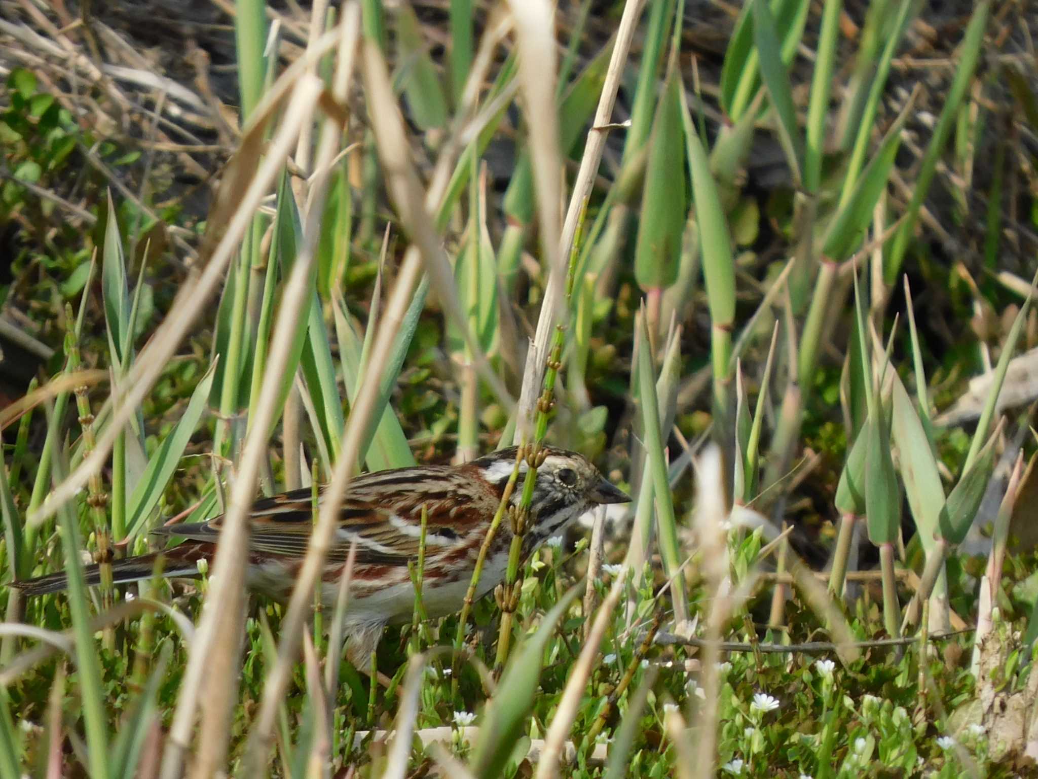 守谷野鳥のみち オオジュリンの写真 by ななほしてんとうむし