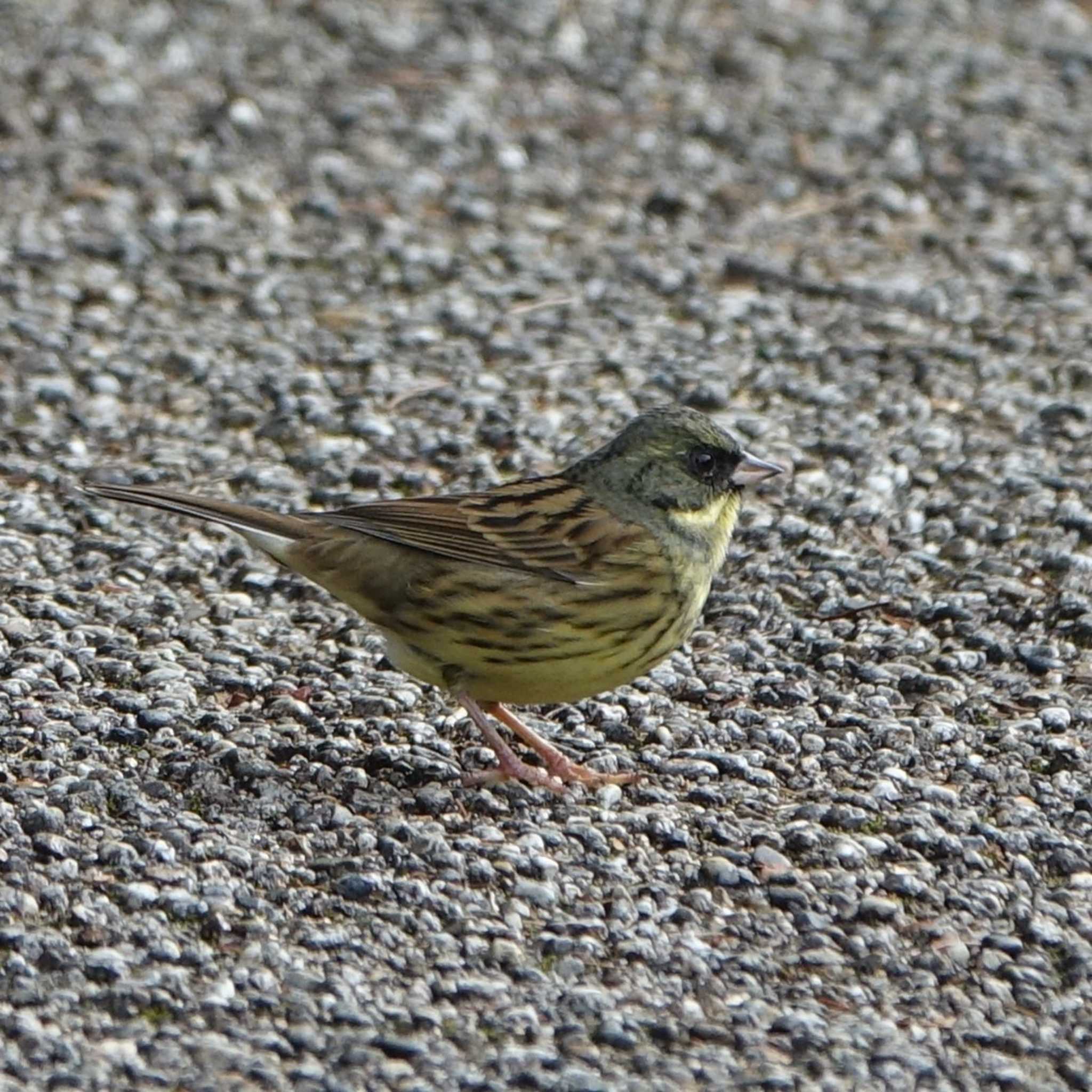 Masked Bunting