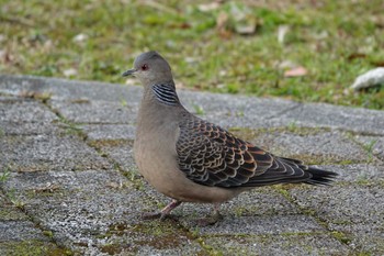 キジバト ロクハ公園(滋賀県草津市) 2021年2月1日(月)