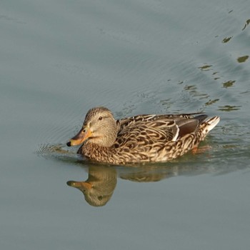 マガモ ロクハ公園(滋賀県草津市) 2021年2月7日(日)