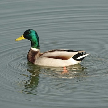 マガモ ロクハ公園(滋賀県草津市) 2021年2月7日(日)