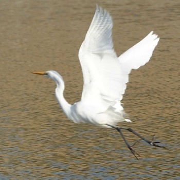 ダイサギ ロクハ公園(滋賀県草津市) 2021年2月9日(火)