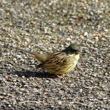 アオジ ロクハ公園(滋賀県草津市) 2021年2月9日(火)