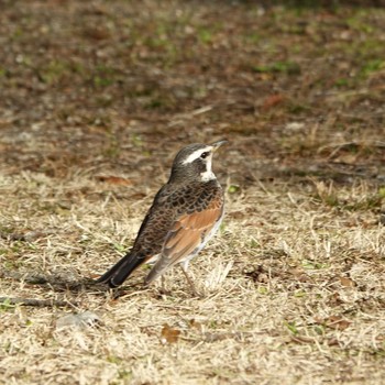 ツグミ ロクハ公園(滋賀県草津市) 2021年2月9日(火)