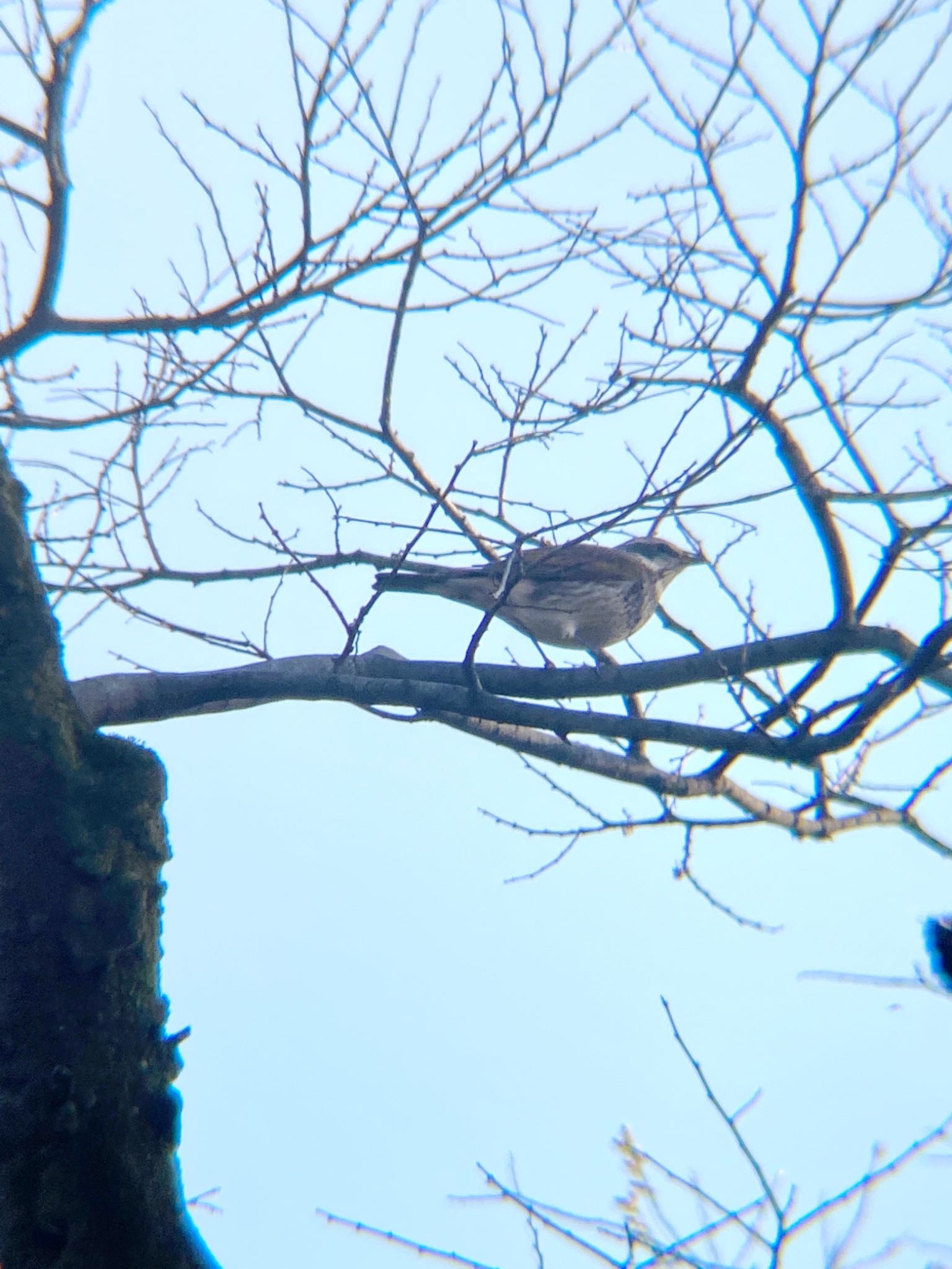 Dusky Thrush