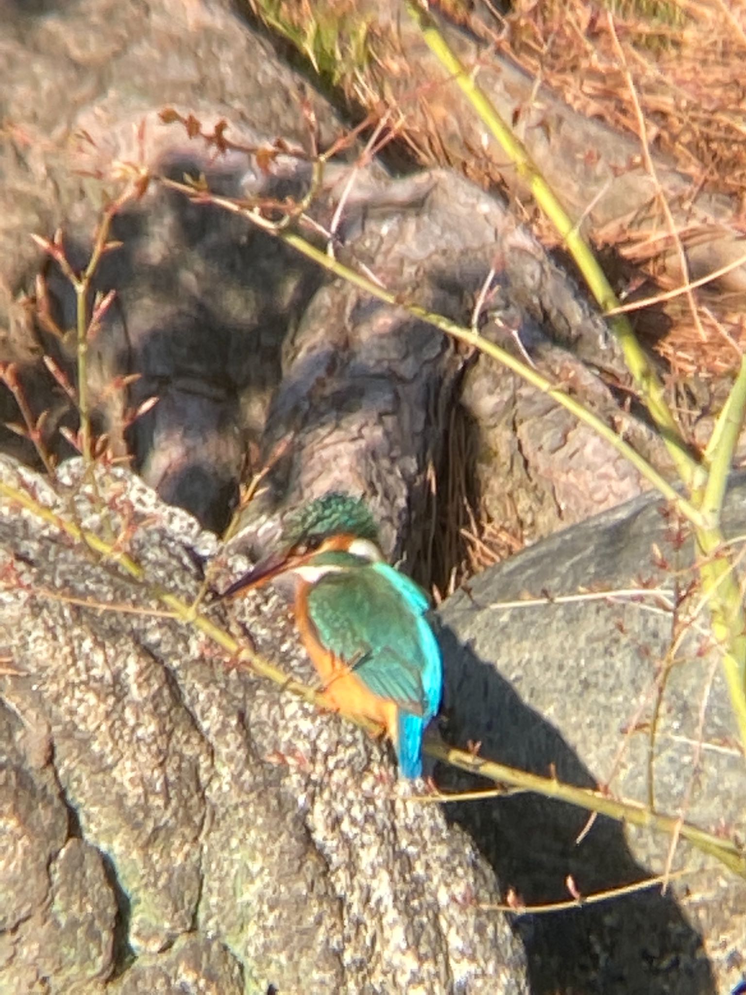 Common Kingfisher