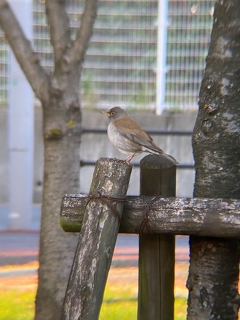 シロハラ 鶴舞公園(名古屋) 2021年3月22日(月)