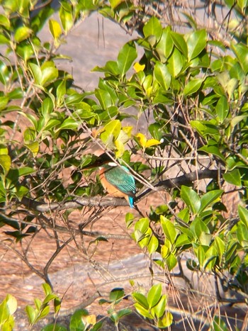 カワセミ 鶴舞公園(名古屋) 2021年3月22日(月)