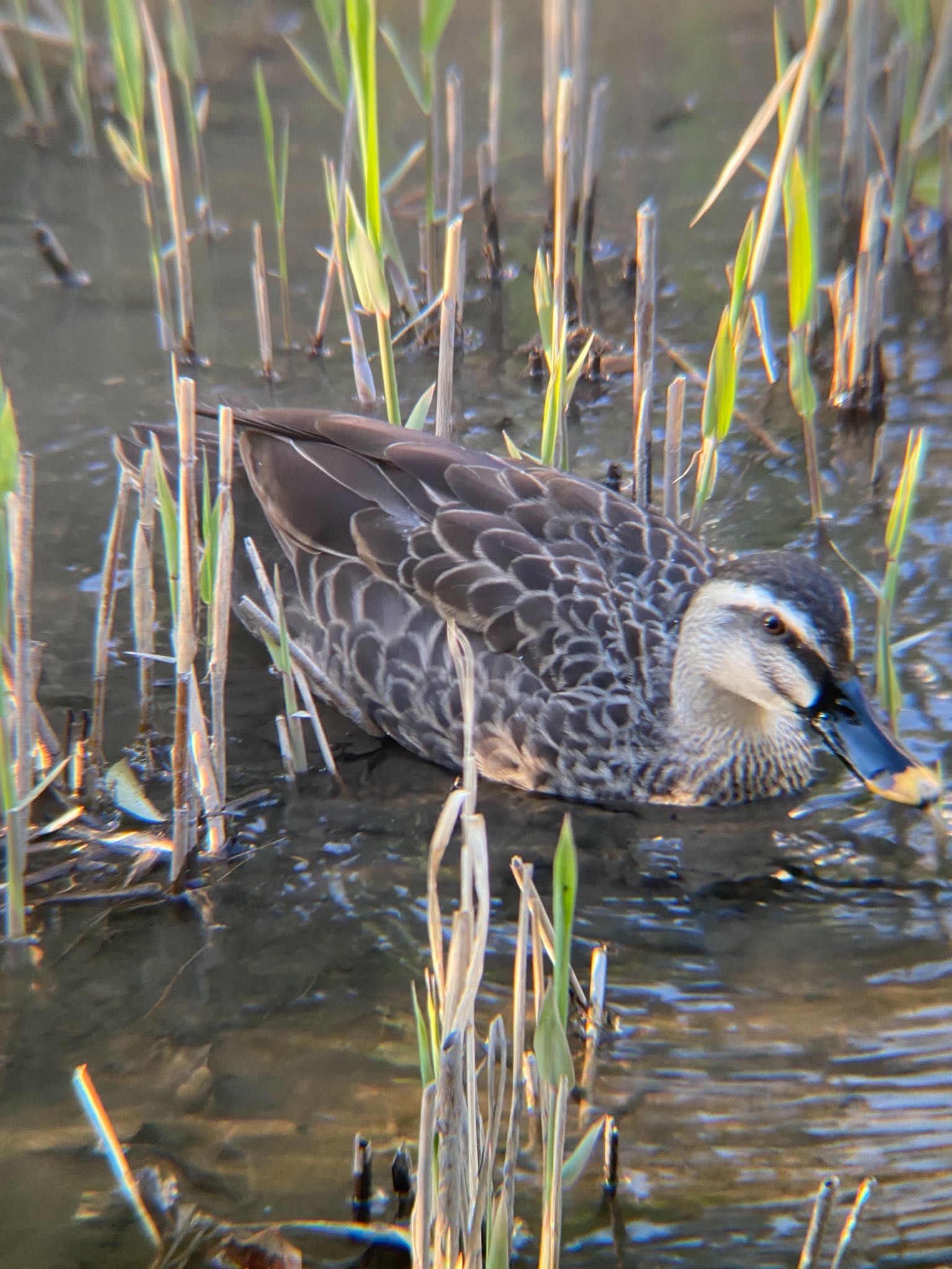 Eastern Spot-billed Duck