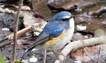 2021年3月27日(土) こども自然公園 (大池公園/横浜市)の野鳥観察記録