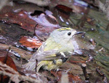 Goldcrest Kodomo Shizen Park Sat, 3/27/2021