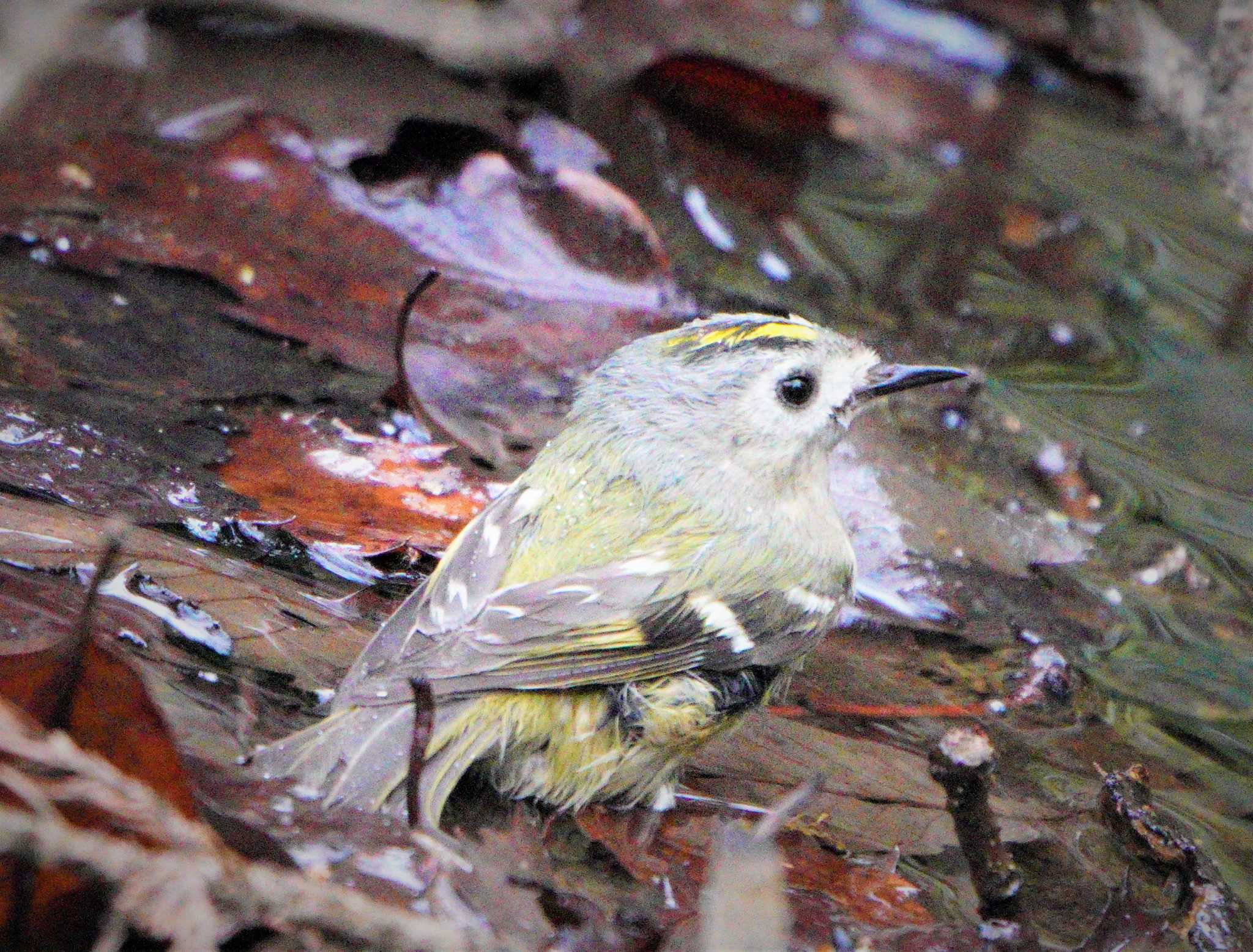 Goldcrest