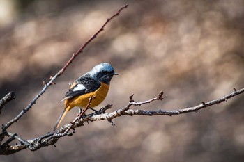 ジョウビタキ 古室山 2017年3月11日(土)