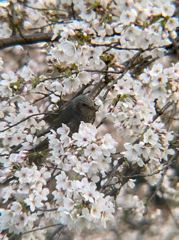 ヒヨドリ 鶴舞公園(名古屋) 2021年3月23日(火)