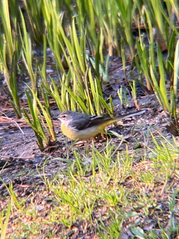 2021年3月23日(火) 鶴舞公園(名古屋)の野鳥観察記録