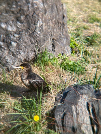 カワウ 鶴舞公園(名古屋) 2021年3月23日(火)