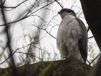 オオタカ 秋ヶ瀬公園 2021年3月28日(日)