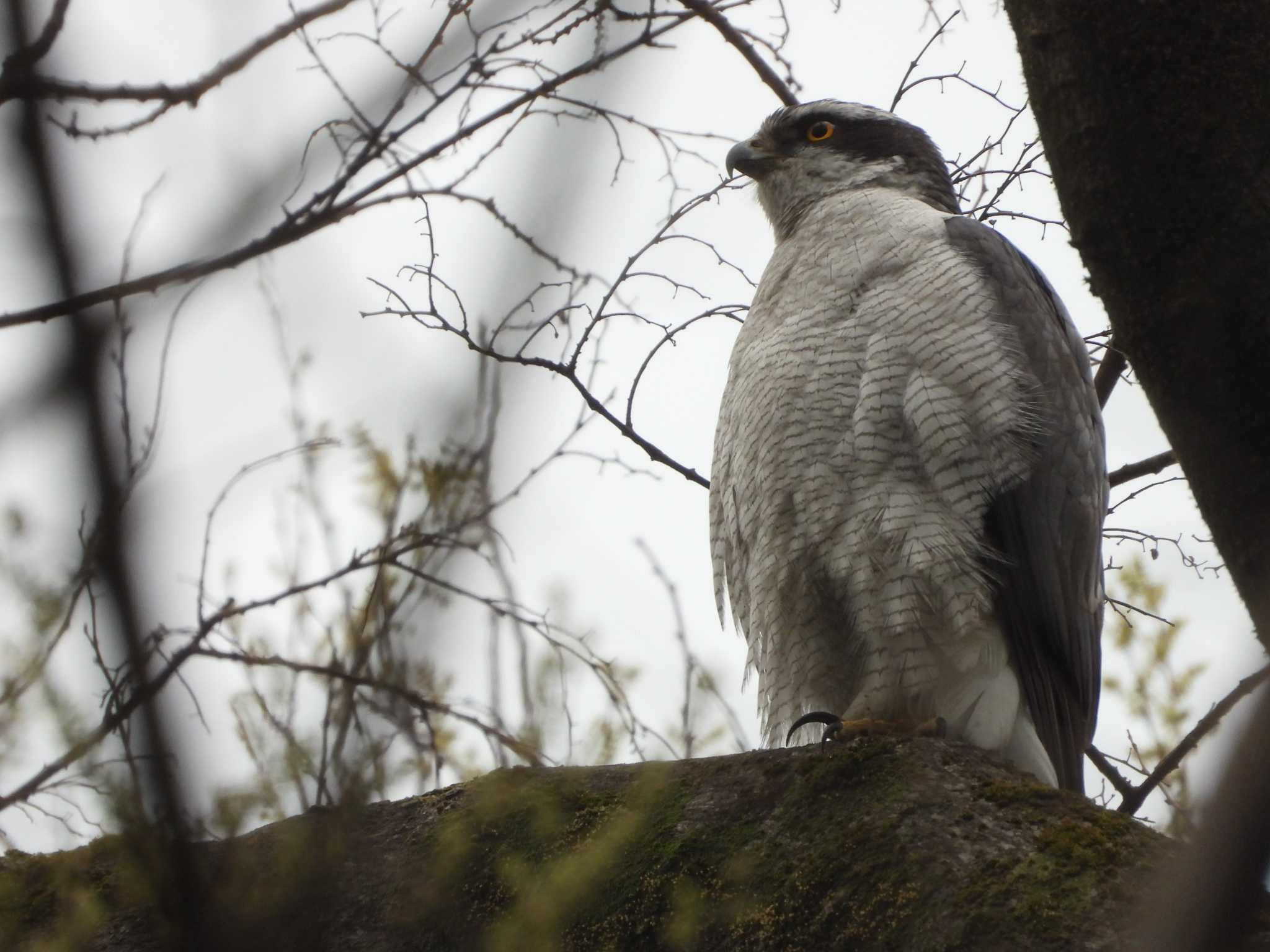 Eurasian Goshawk