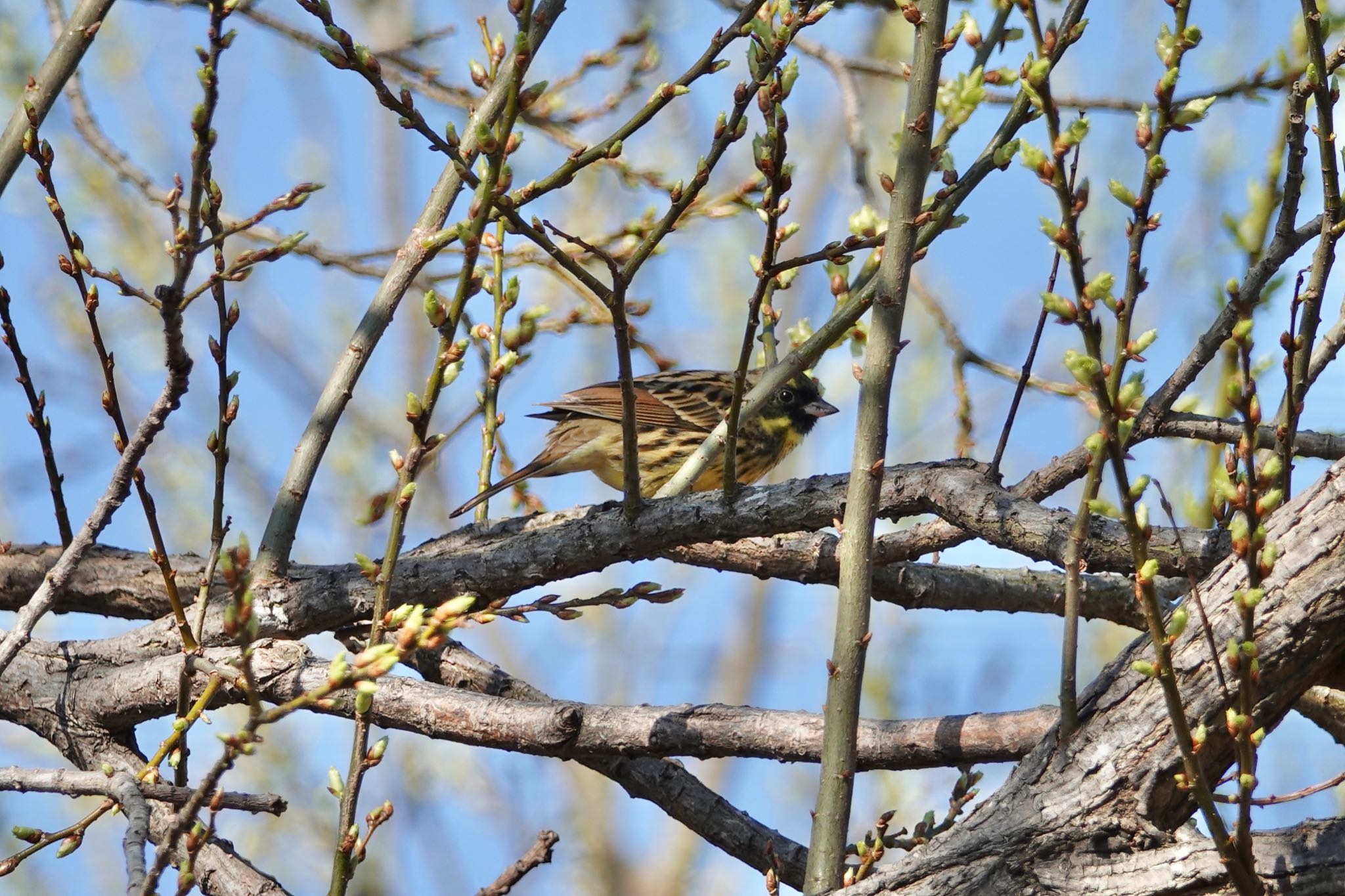 Photo of Masked Bunting at Mizumoto Park by のどか