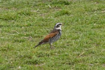 Sun, 3/28/2021 Birding report at 東京都北区